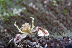 porcelain crab 60mm macro woody diopter by Stew Smith 